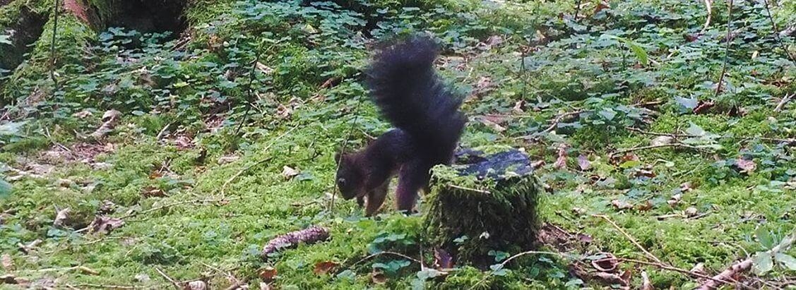 Eichhörnchenwald
