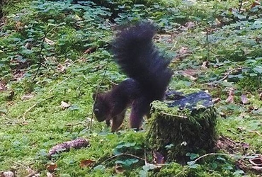 Eichhörnchenwald
