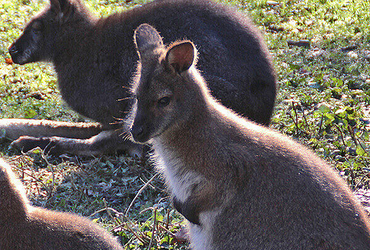 Doppelmayr Zoo / Wolfurt